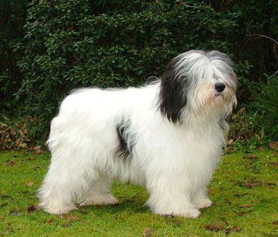Polish Lowland Sheepdog - Dog Breed photo 