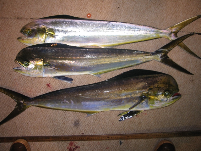 Pretty Pompano dolphinfish