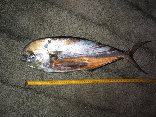 Pretty Pompano dolphinfish