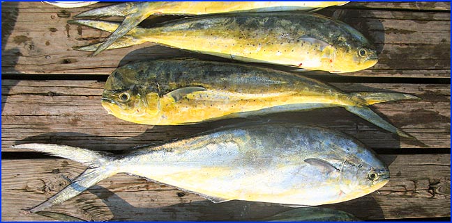 Pretty Pompano dolphinfish