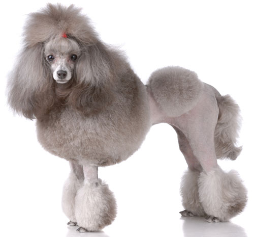 Poodle - Dog Breed