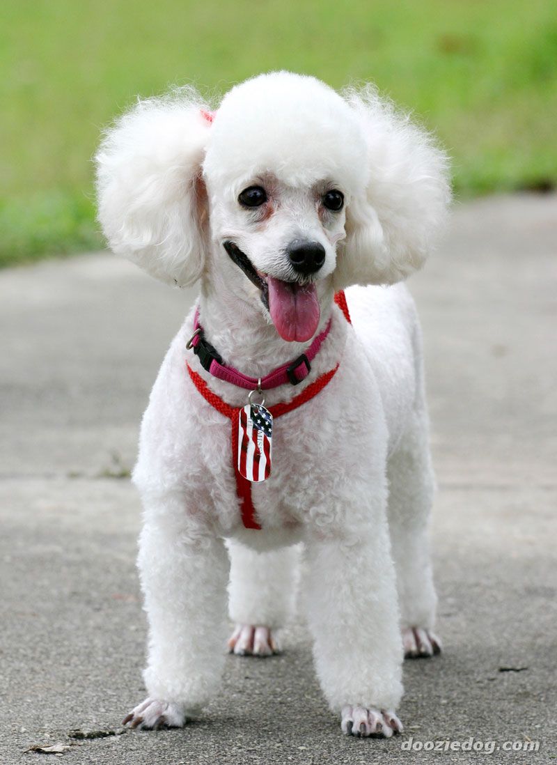 Pretty Poodle - Dog Breed