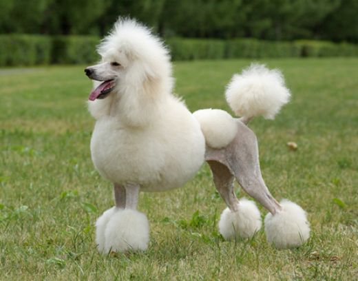 Wallpaper Poodle - Dog Breed