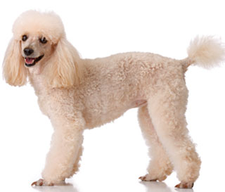 Photo Poodle - Dog Breed