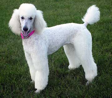 Poodle - Dog Breed photo 