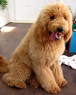 Poodle - Dog Breed wallpaper