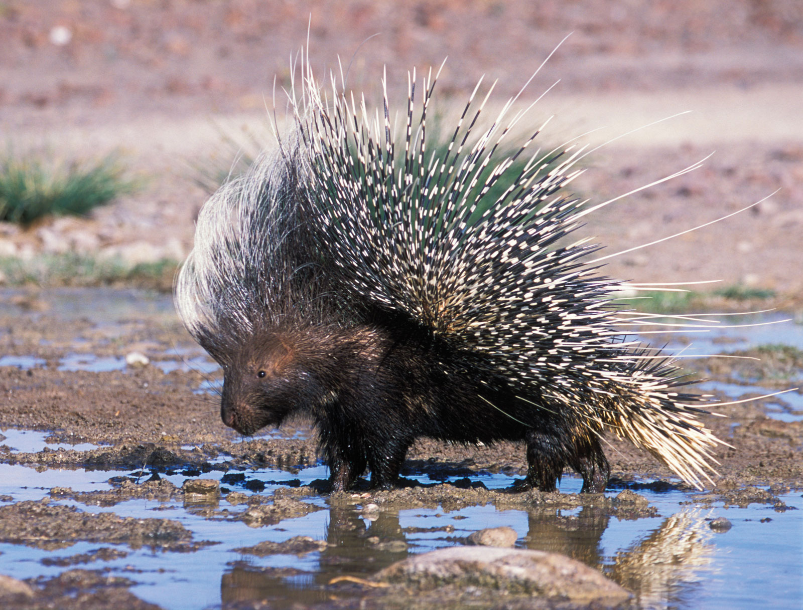 Porcupine