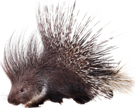 Nice Porcupine