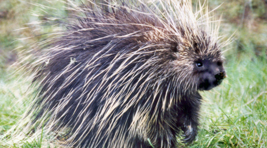 Cool Porcupine