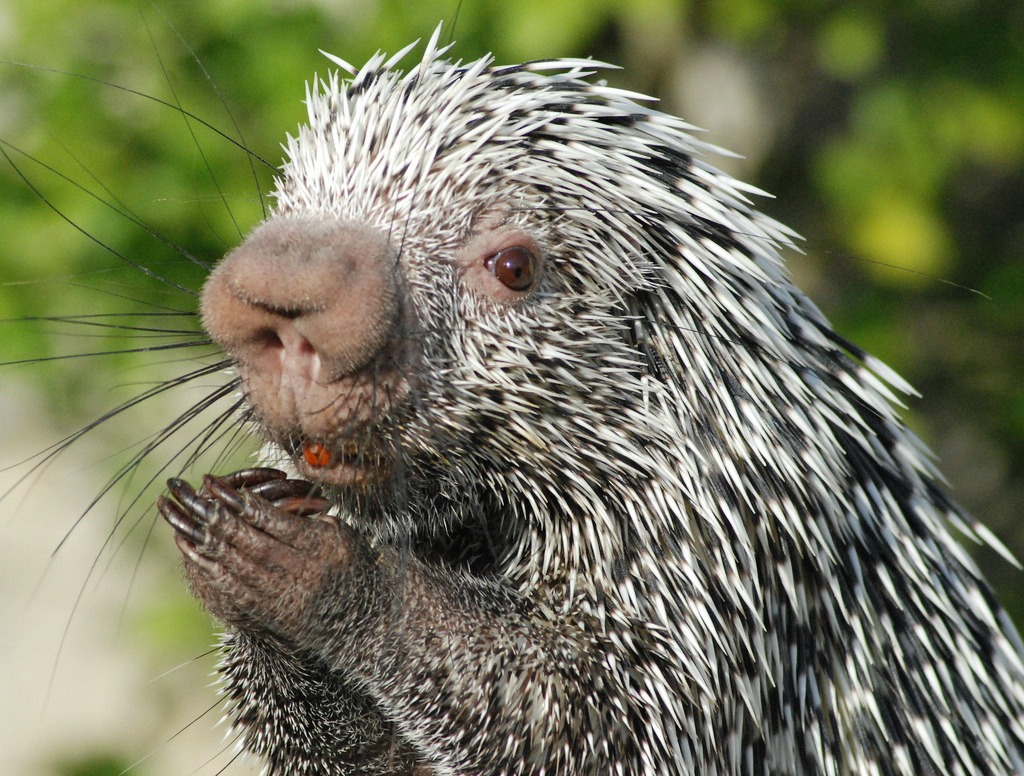 Cute Porcupine