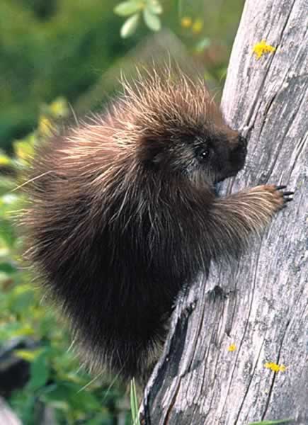Wallpaper Porcupine