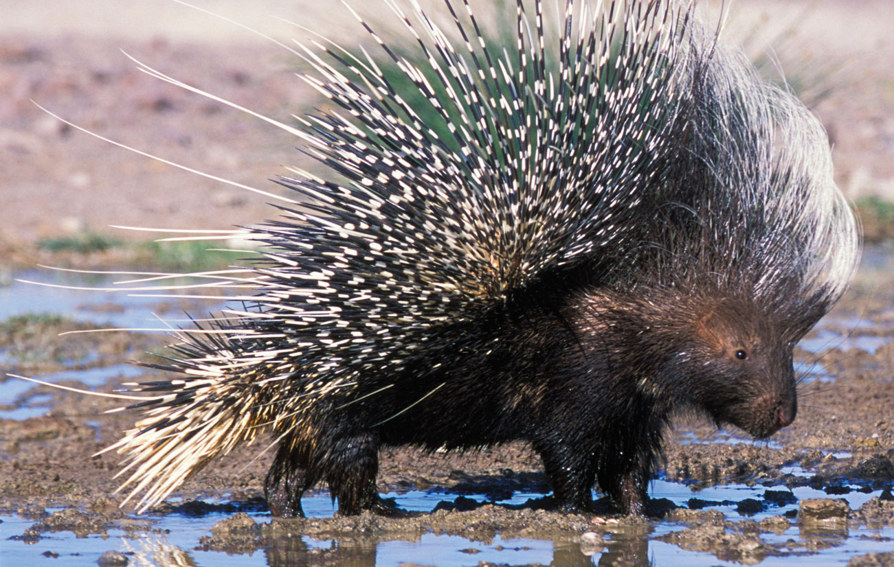 Photo Porcupine