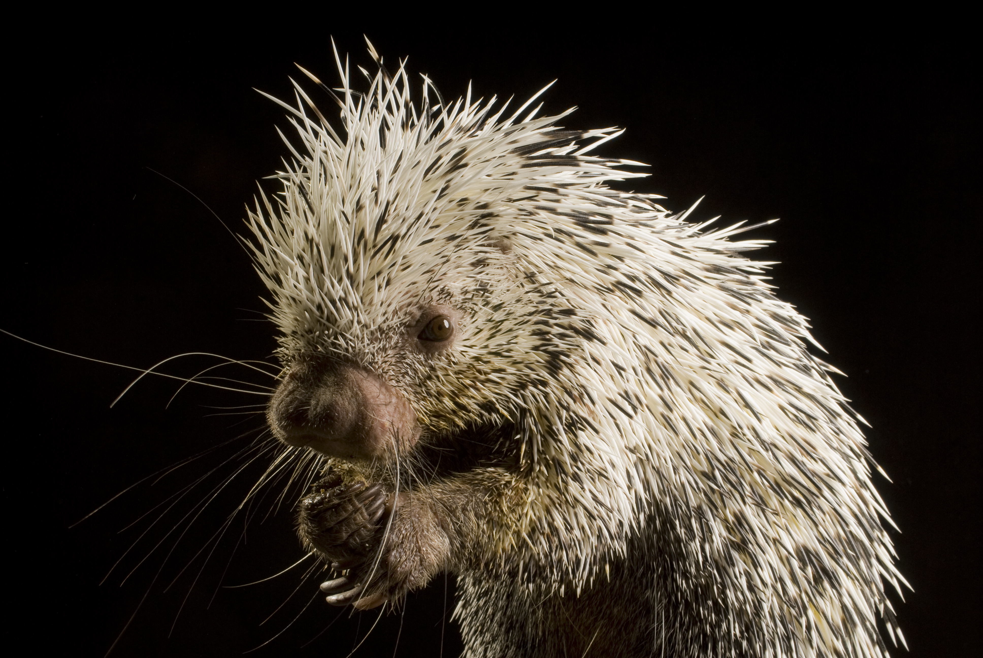 Porcupine photo 