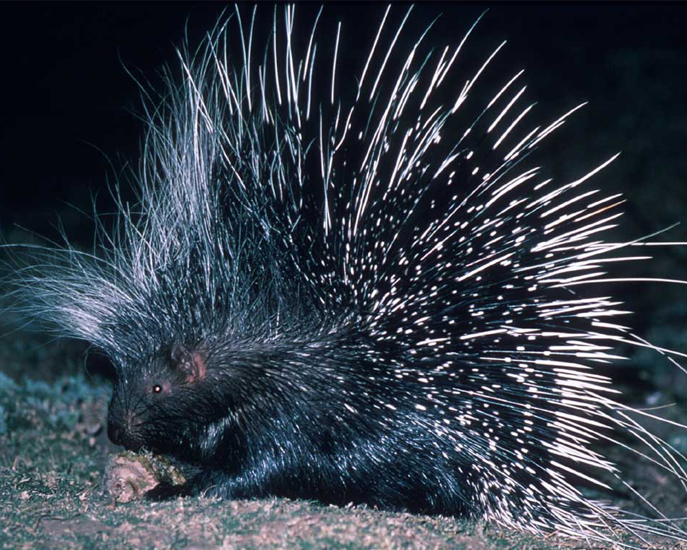 Porcupine wallpaper