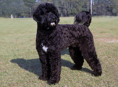 Pretty Portuguese Water Dog - Dog Breed