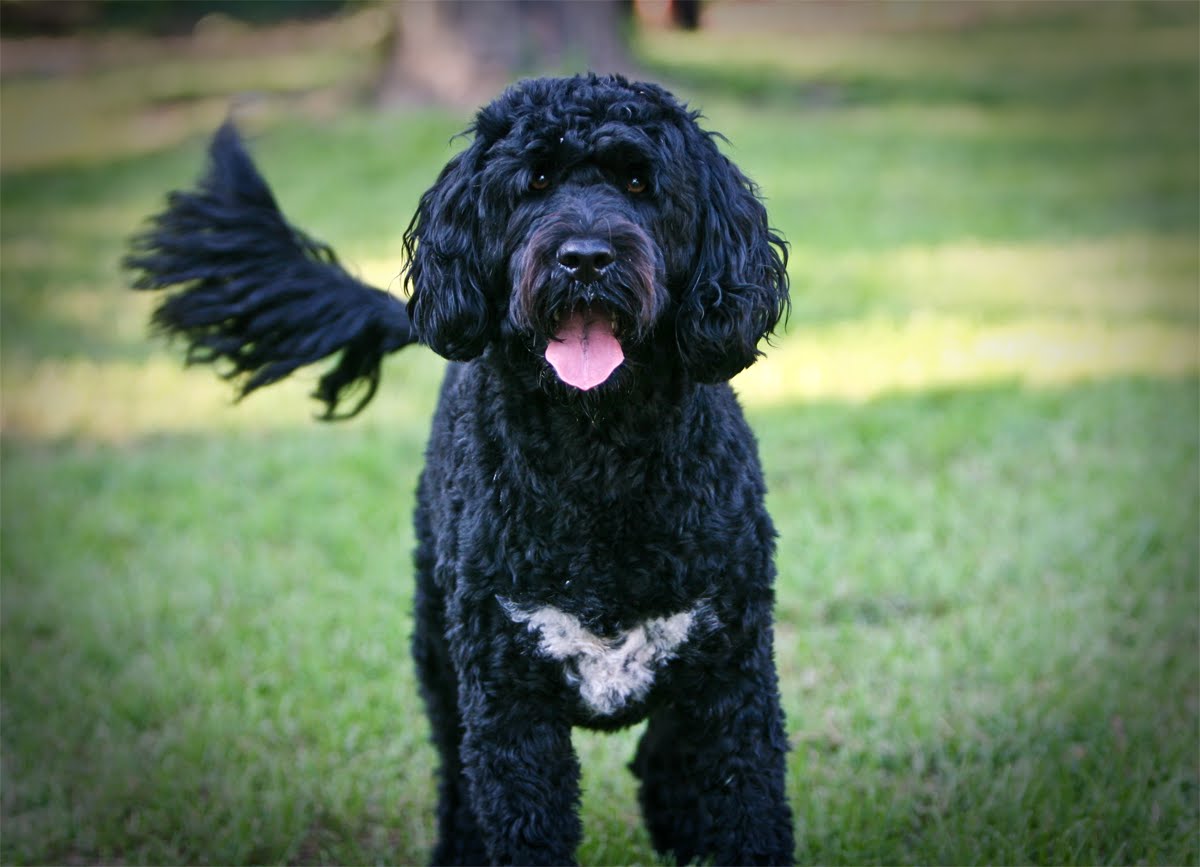 Cute Portuguese Water Dog - Dog Breed