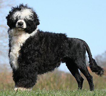 Portuguese Water Dog - Dog Breed photo 