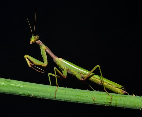 Praying mantis