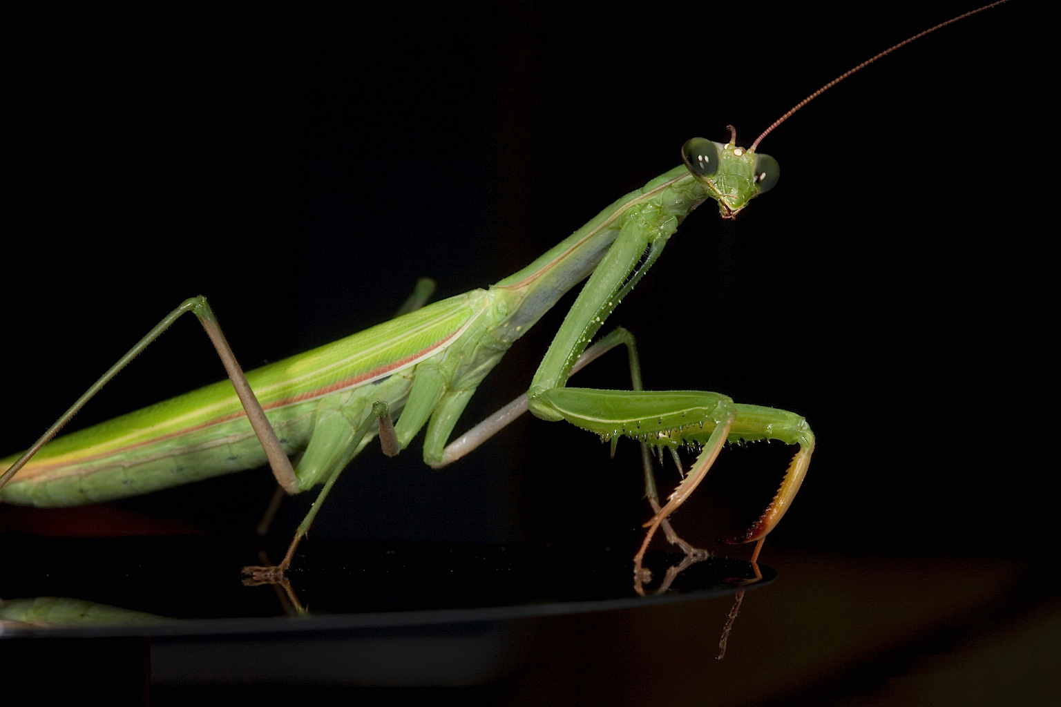 Nice Praying mantis