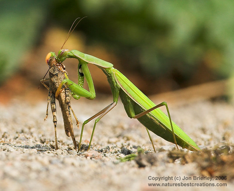 Cool Praying mantis