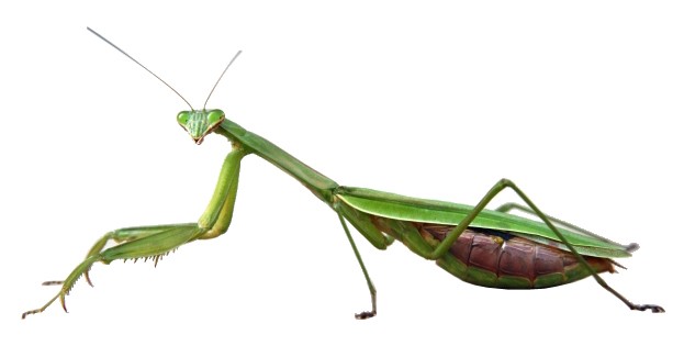 Pretty Praying mantis