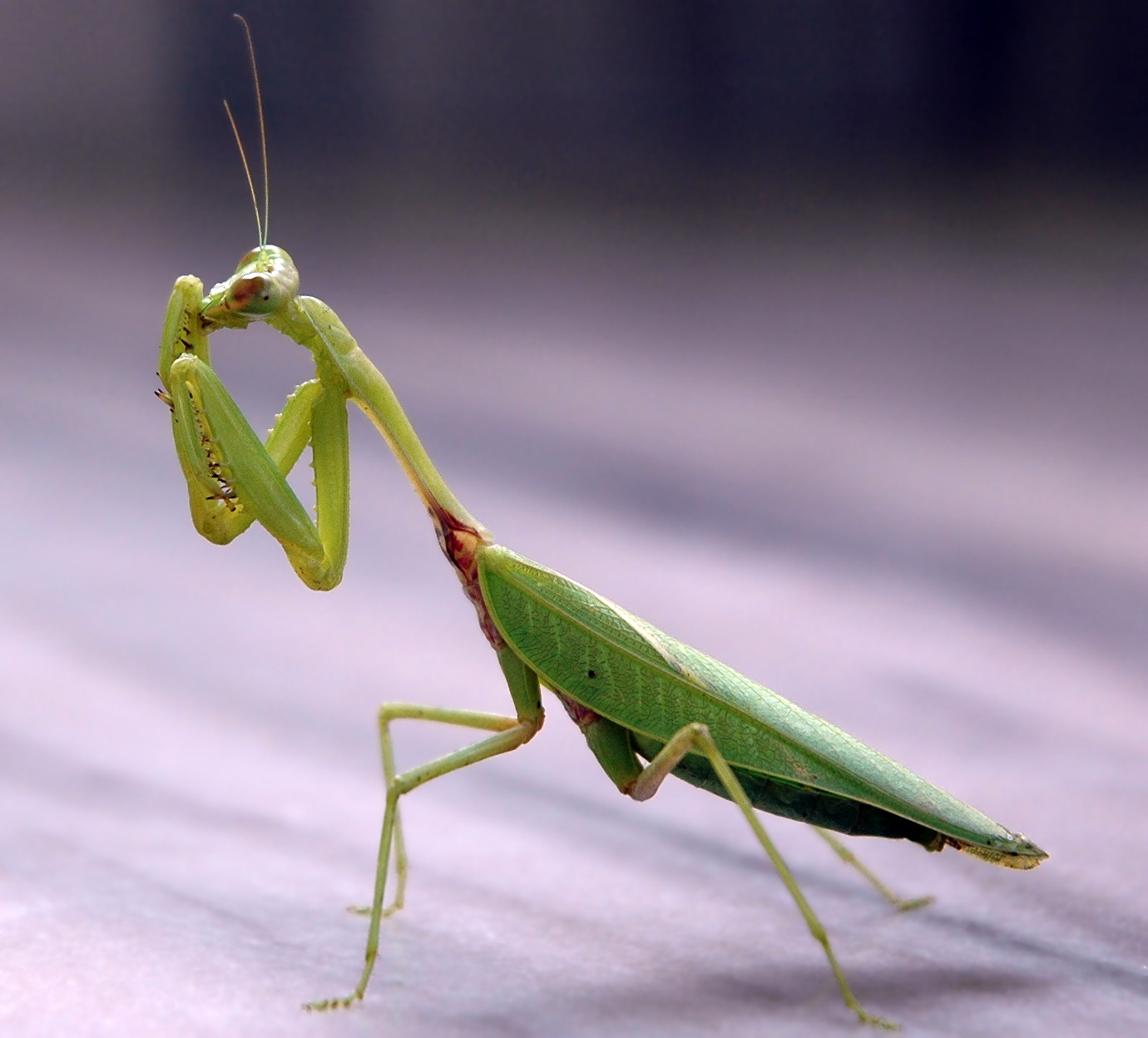 Wallpaper Praying mantis