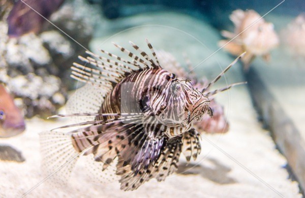 Pretty Pricklefish