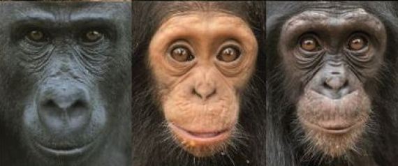 Primates