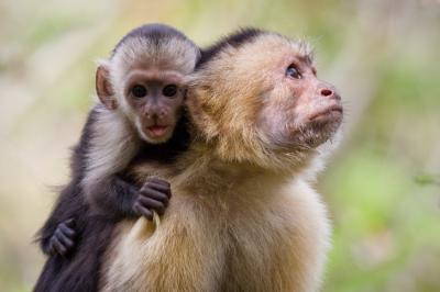 Primates- Photo#02