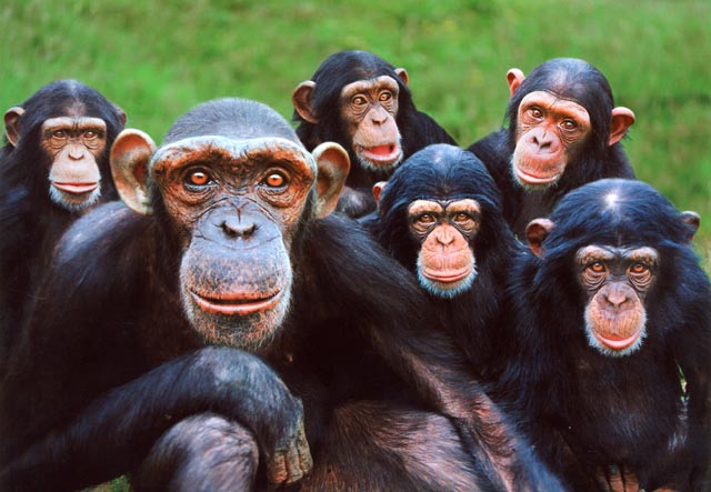Primates- Photo#06