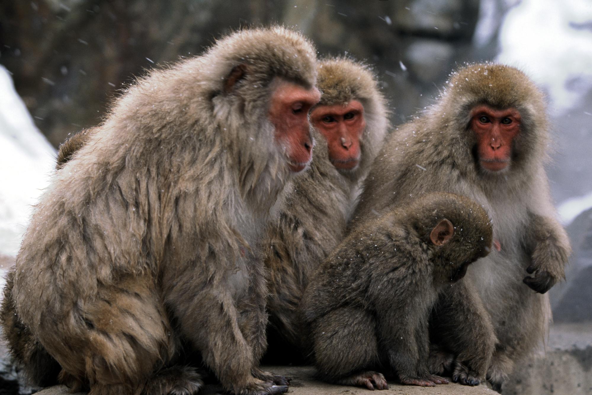 Primates- Photo#07