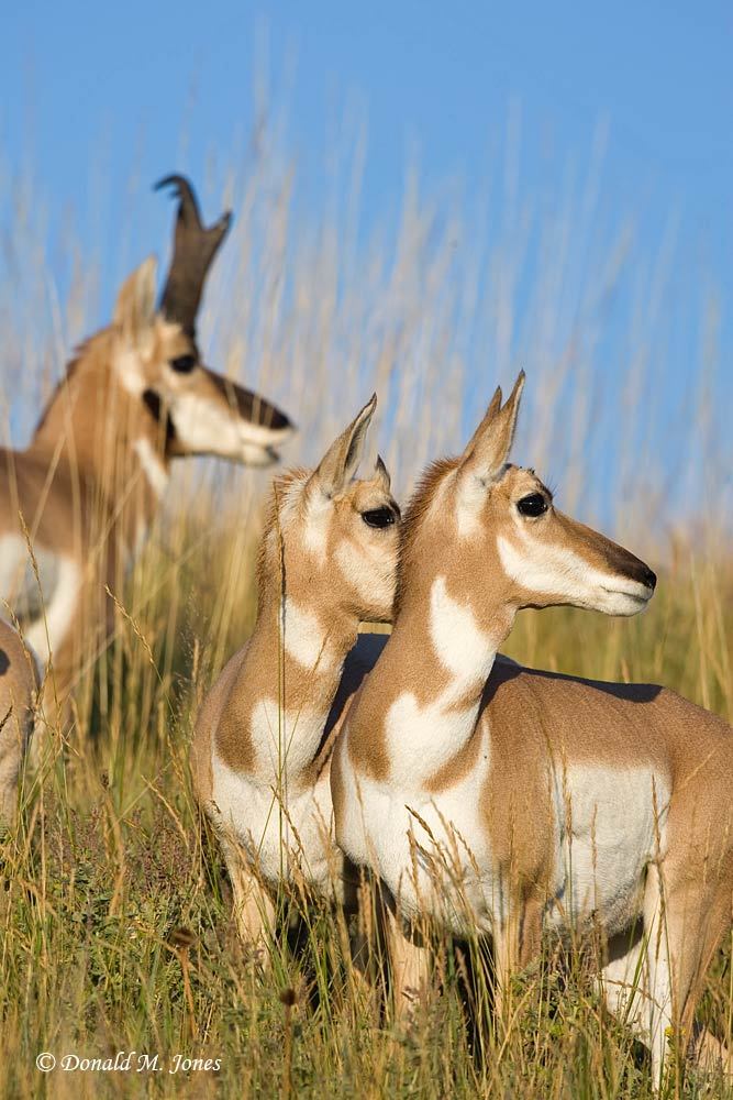 Pronghorn