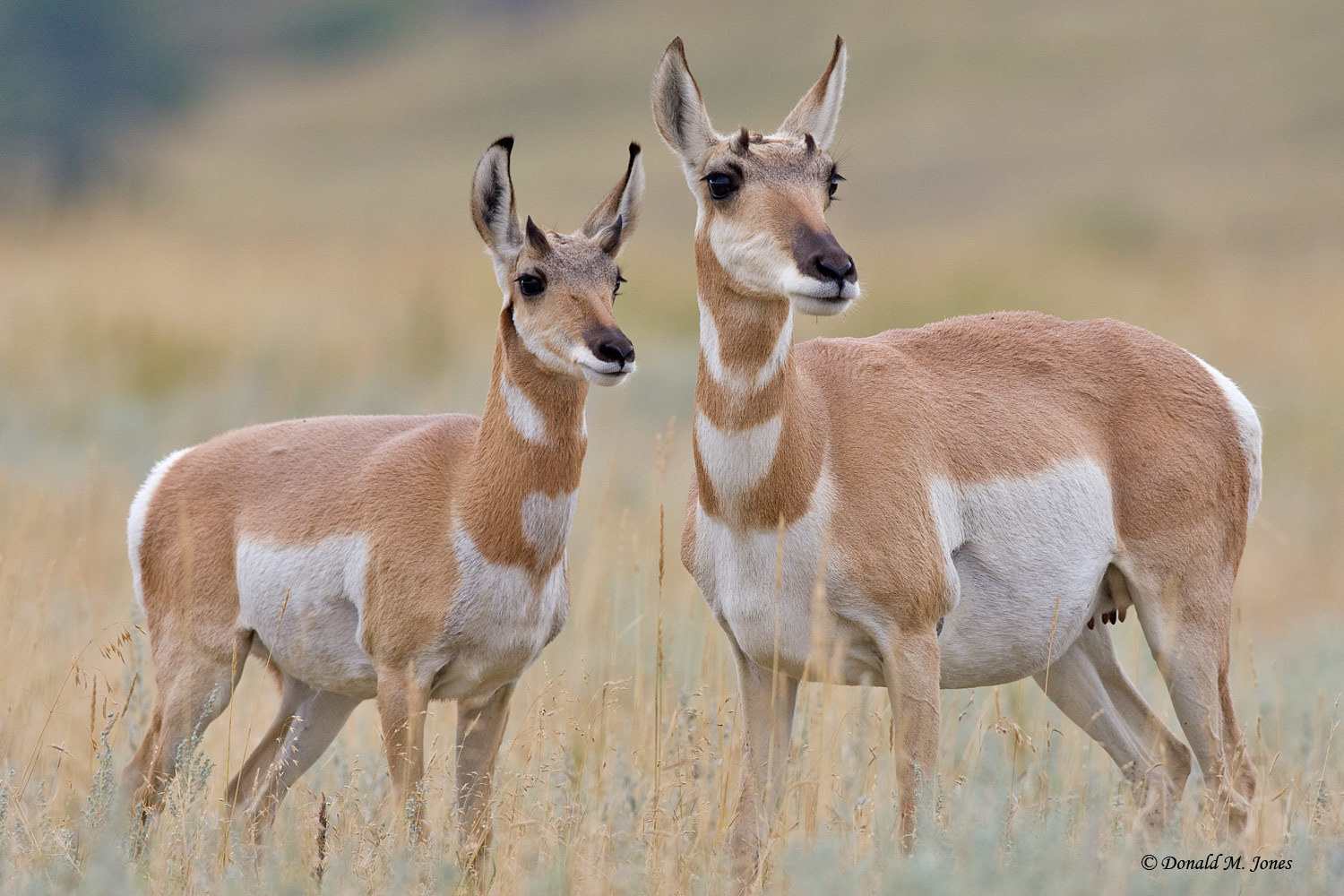 Nice Pronghorn