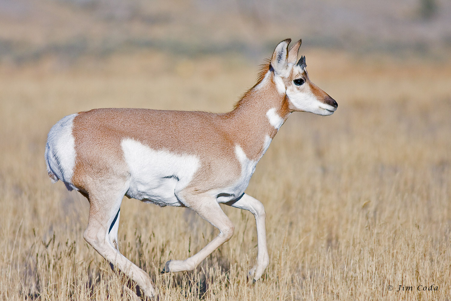 Cool Pronghorn