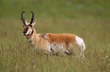Pretty Pronghorn