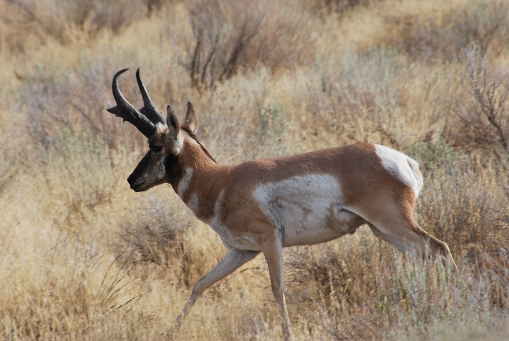 Cute Pronghorn