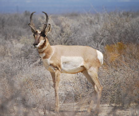 Wallpaper Pronghorn
