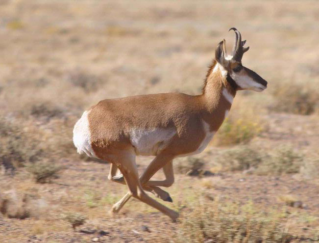 Photo Pronghorn