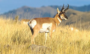 Pronghorn photo 