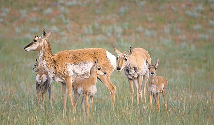 Pronghorn wallpaper