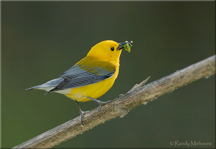 Prothonotary warbler