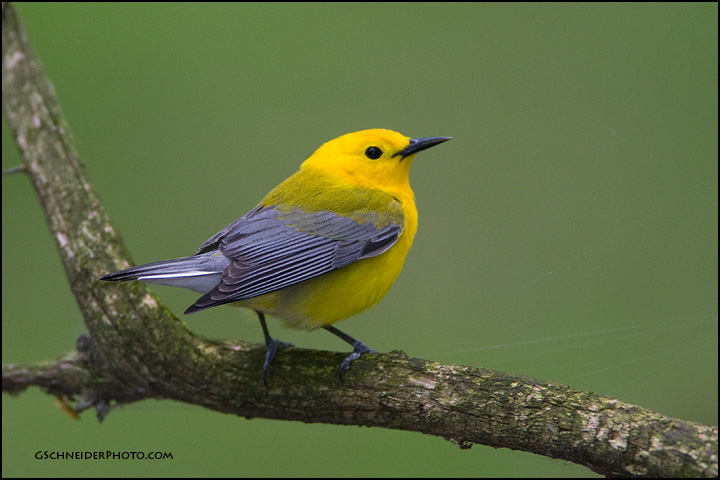 Pretty Prothonotary warbler