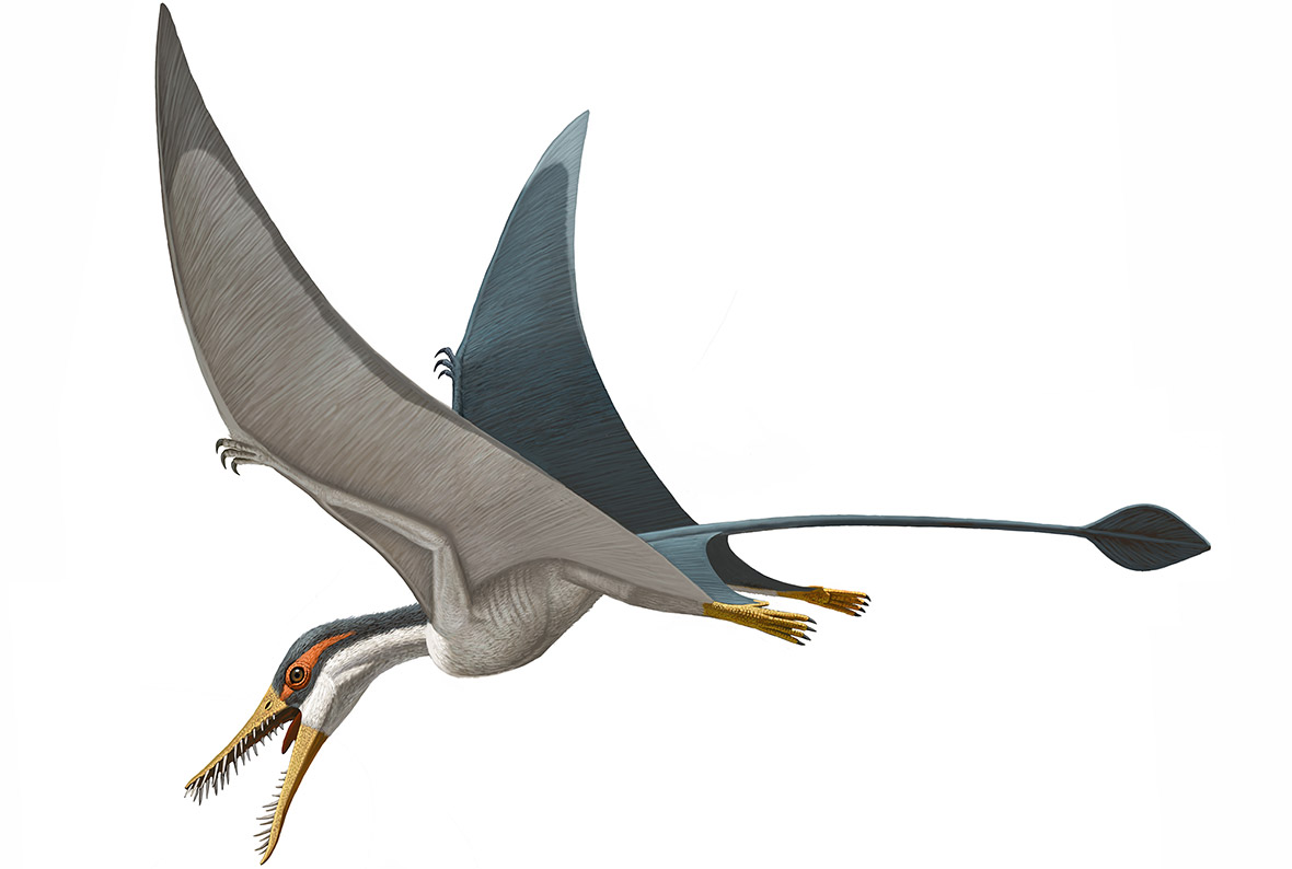 Pterosaur photo 