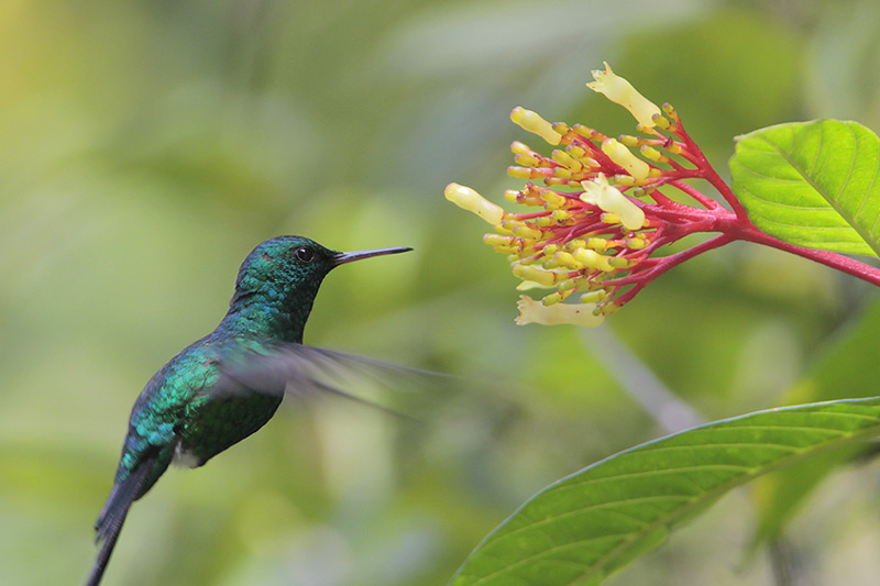 Puerto Rican emerald