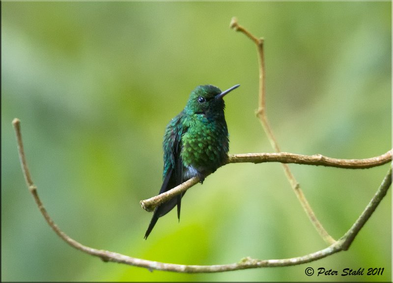 Pretty Puerto Rican emerald