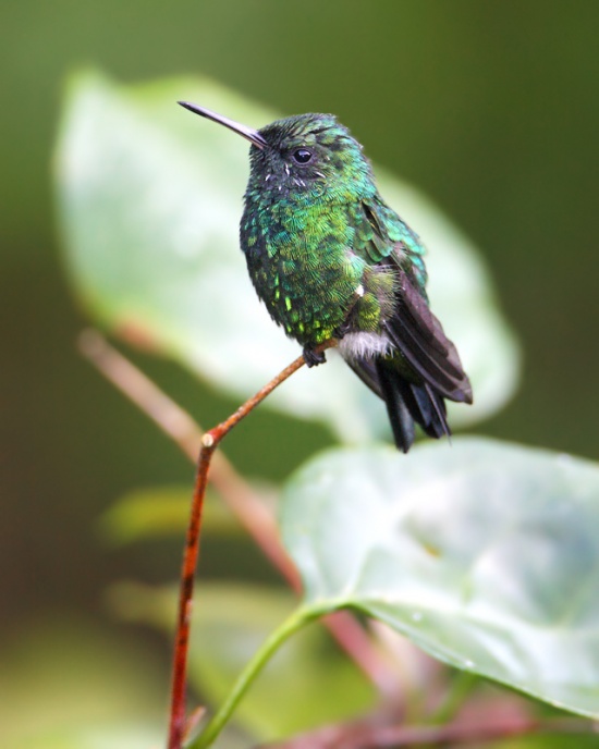 Pretty Puerto Rican emerald