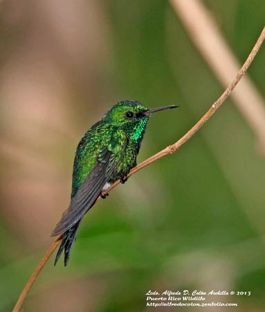 Pretty Puerto Rican emerald