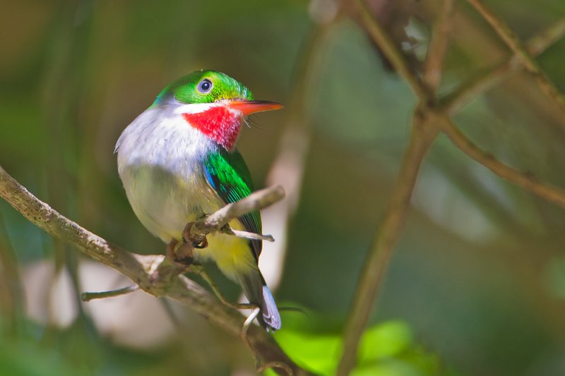 Puerto Rican tody