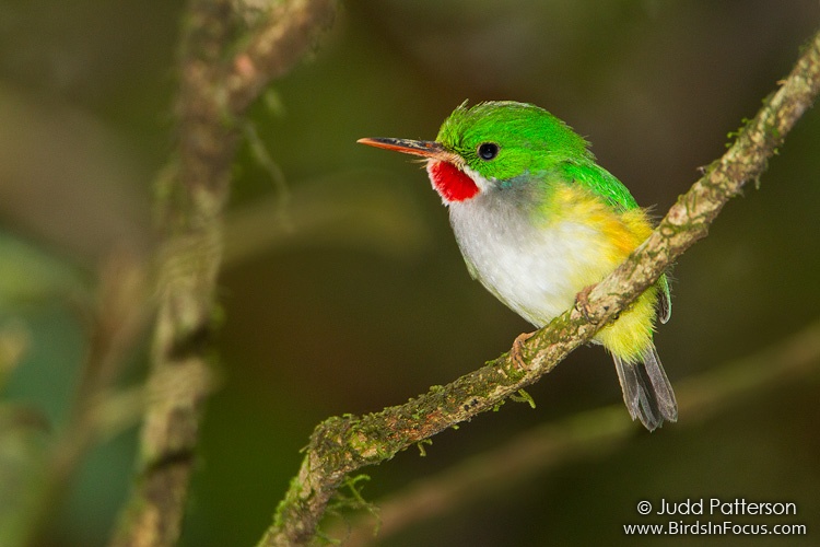 Pretty Puerto Rican tody