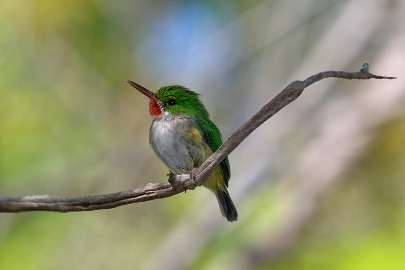 Pretty Puerto Rican tody